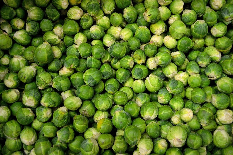 Brussels sprouts 22009 1280